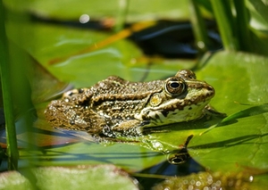 Frosch Frosch