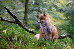 fuchs.jpg fuchs.jpg