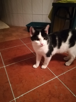 Vermisste Katze Freilassing Vermisste Katze Freilassing