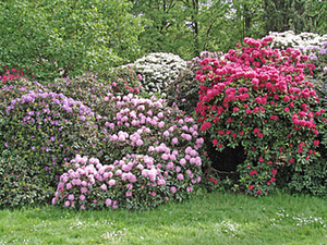 garten-symbolbild garten-symbolbild