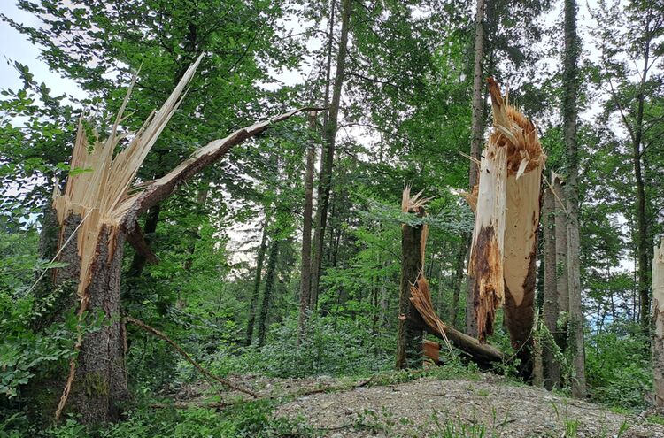 Gewittersturm Im Schlosswald Bei Piding