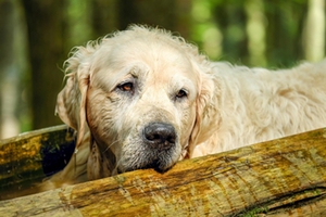 Golden Retriever Golden Retriever