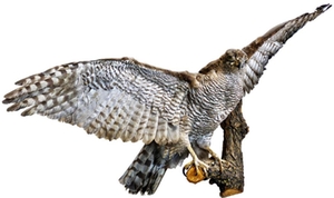 Raubvogel Raubvogel