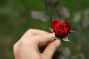 bachelor-rose bachelor-rose
