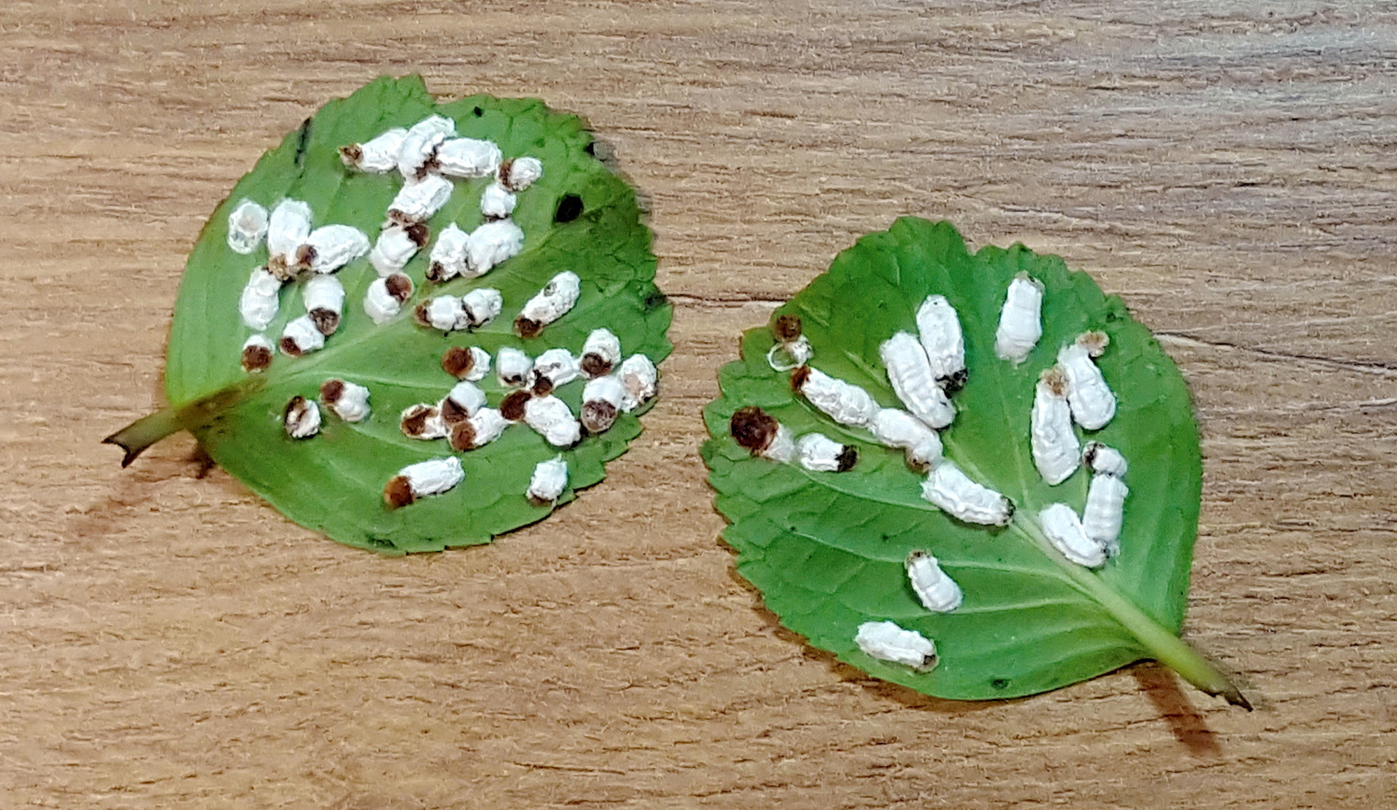 Schädlinge hortensien krankheiten fotos