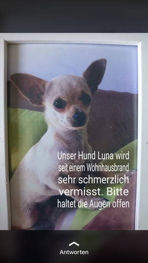 Hündin Teisendorf