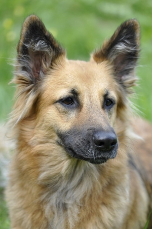 hund-2.jpg hund-2.jpg