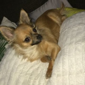 Chihuahua Ainring