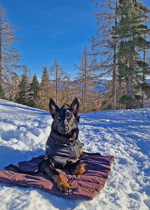 Lawinenhund Lawinenhund