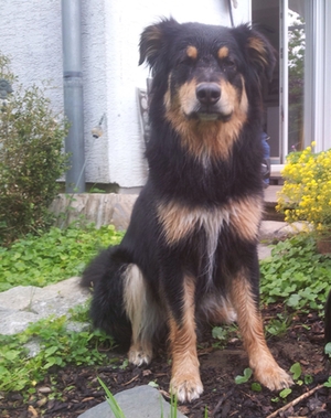 Hund Bruno Hund Bruno