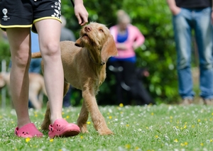 Hundeschule