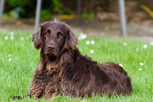 hund_neu hund_neu