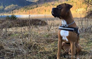 hund_pauli hund_pauli