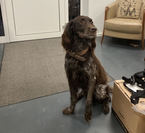 Hund A8 gefunden Hund A8 gefunden