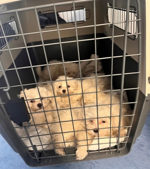 Hundewelpen Hundewelpen