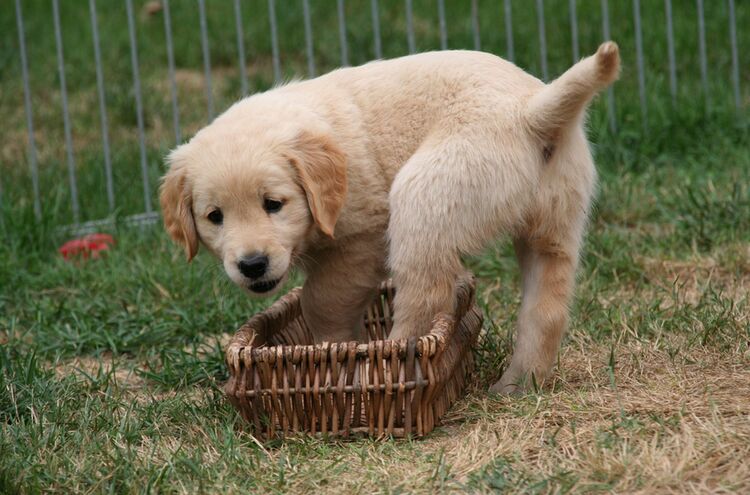 Hundwelpen