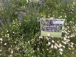 Blumenwiese Pittenhart Blumenwiese Pittenhart
