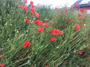 Mohn-Blume