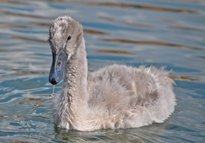 Schwan Jungtier Schwan Jungtier