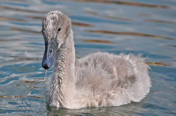 Jungschwan