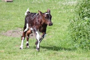 Kalb Traunreut Kalb Traunreut
