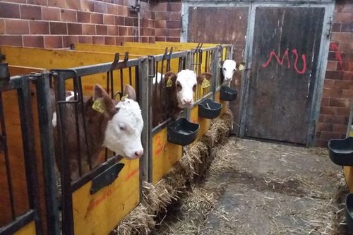 Kalb Bischofswiesen 2