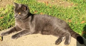 Kater vermisst Kater vermisst