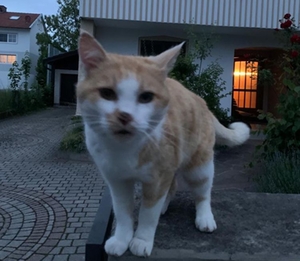 Kater Jimmy Kater Jimmy