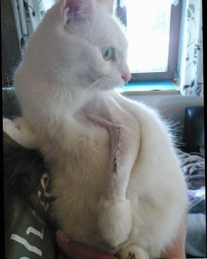 Katze Ali Katze Ali