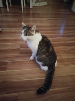 Katze Haslach Katze Haslach