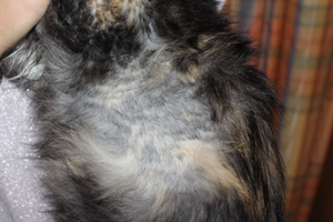 Katzenhasser Siegsdorf Rasur Katzenhasser Siegsdorf Rasur