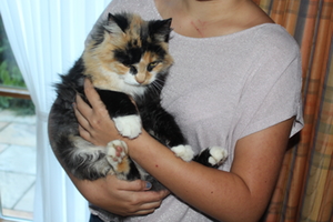 Katzenhasser Siegsdorf Rasur Katzenhasser Siegsdorf Rasur