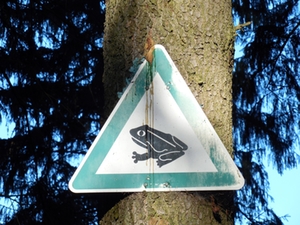 Kröten Kröten