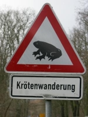 Krötenwanderung