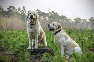 Labrador Labrador