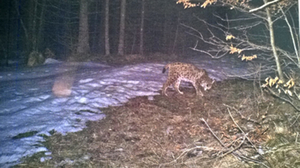 luchs-landesamt-fuer-umwelt