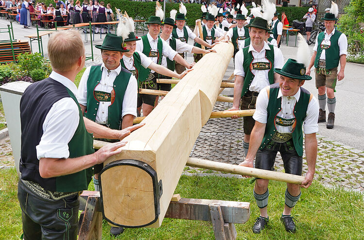 Maibaum Lauter22 T01