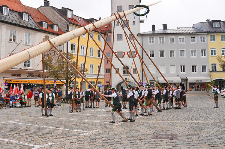 Maibaum Ts22 T02