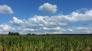 maisfeld maisfeld