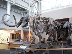 mammut-museum