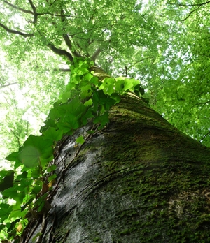 Matuluswald Baum