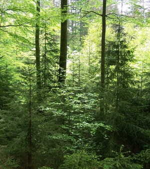 Mischwald Mischwald