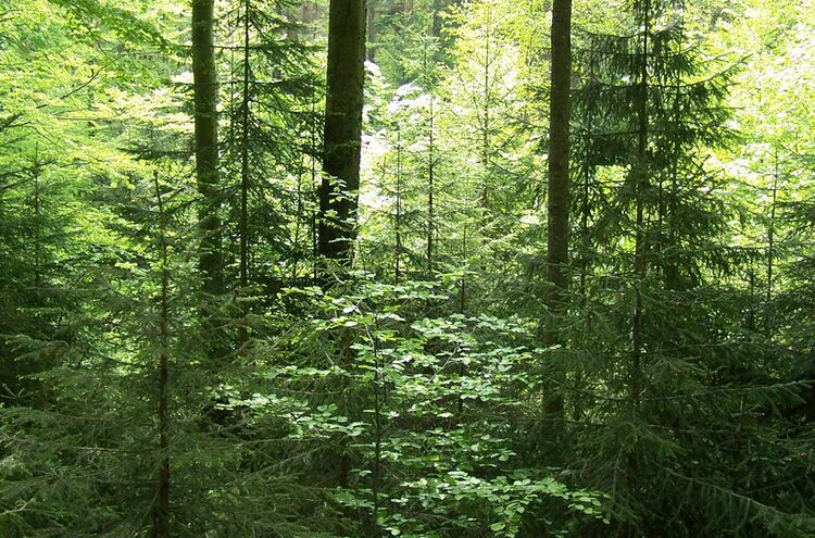 Misch Dauerwald