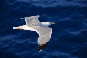 Möwe Möwe