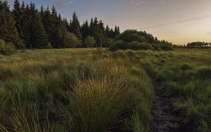 Moor Moor