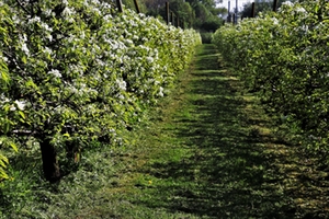 Obstbäume