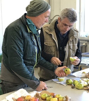 Alte Obstsorten Alte Obstsorten