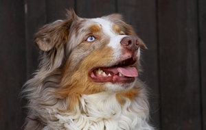 Australian Sheperd Australian Sheperd