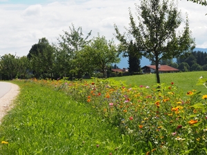 Blumenwiese Blumenwiese