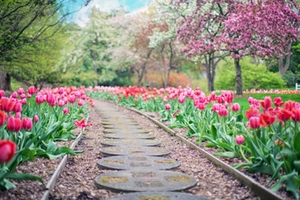 Frühling Frühling